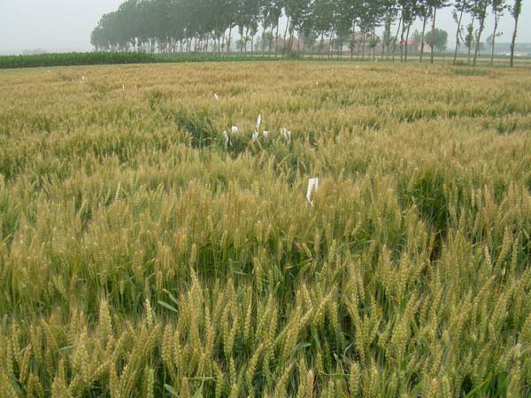 С�����N��