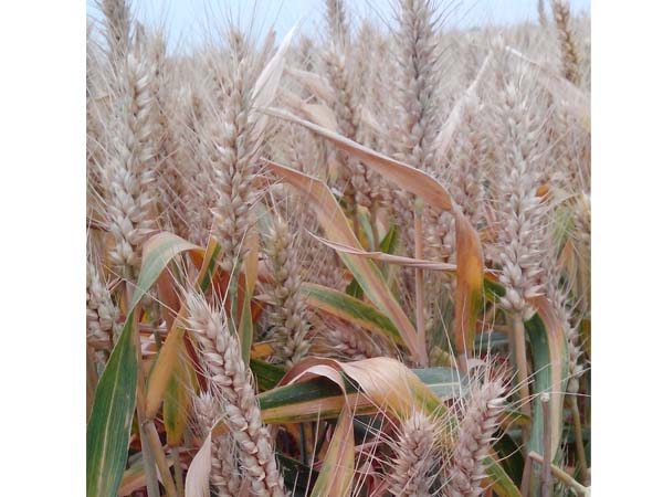 ��������̖(h��o)С����U����