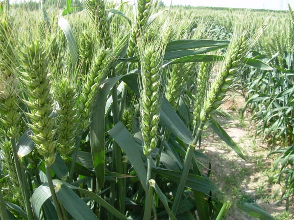 4803С�����ϲ��