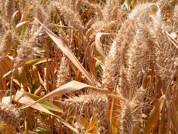 ��һ��(g��)��Ʒ�N