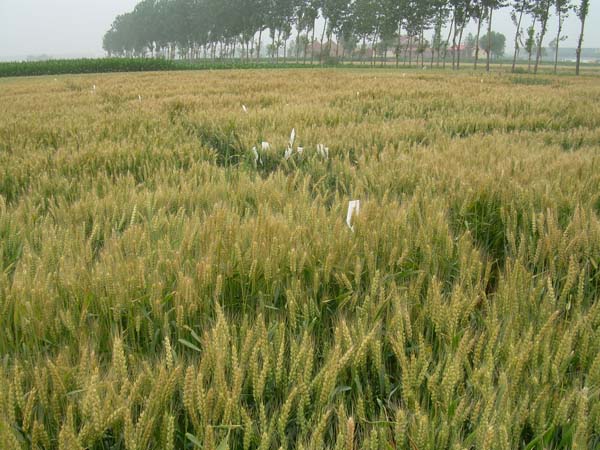 ���N���С��Ʒ�N��