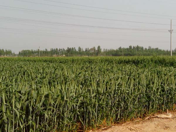 4083С�����60����