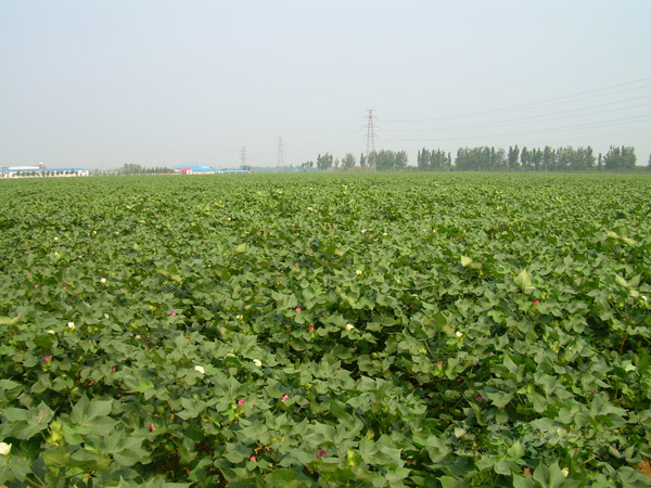 �޻����N��