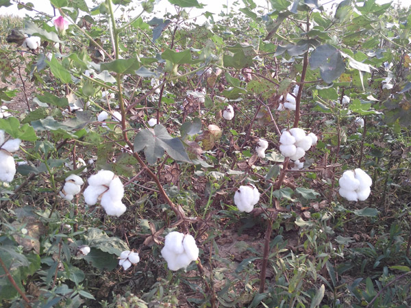 ���Sһ̖(h��o)