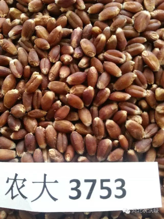 ��С������